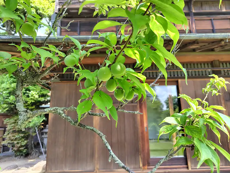 庭園の風景