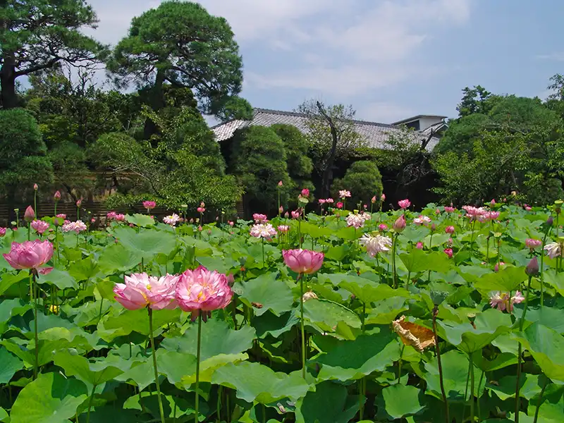 庭園の風景